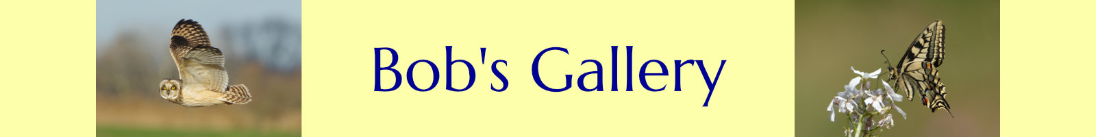 The Gallery